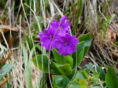 Primula glaucescens