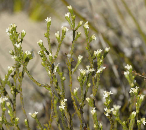 Image of Pimelea phylicoides by (c) Chris Clarke, some rights reserved (CC BY)