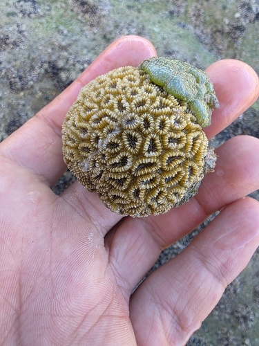 Rio Brain Coral
