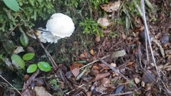 Austroboletus niveus