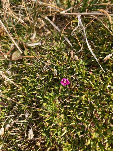 Silene acaulis observed 2026-10-11