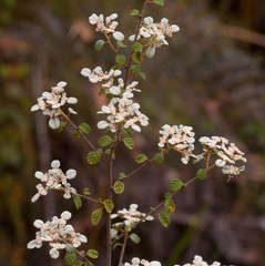 Spyridium parvifolium