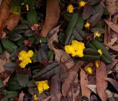 Hibbertia dentata