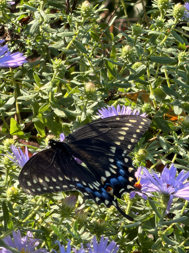 Eastern Black Swallowtail