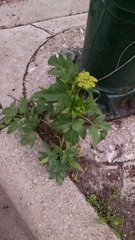 Zizia aurea