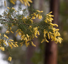 Acacia verticillata verticillata