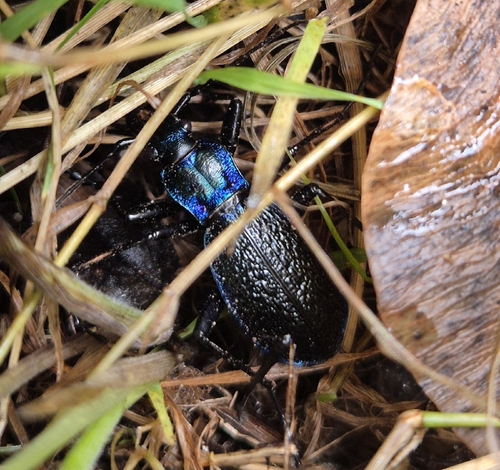 Blue Ground Beetle