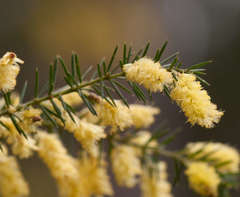 Acacia verticillata verticillata