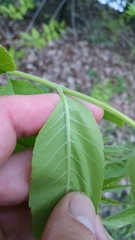 Fraxinus pennsylvanica pennsylvanica