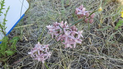Cynanchum purpureum