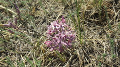 Cynanchum purpureum