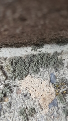 Phaeophyscia nigricans