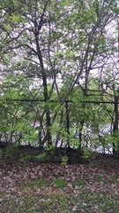 Fraxinus pennsylvanica pennsylvanica
