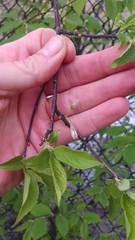 Prunus americana