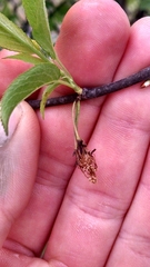 Prunus americana