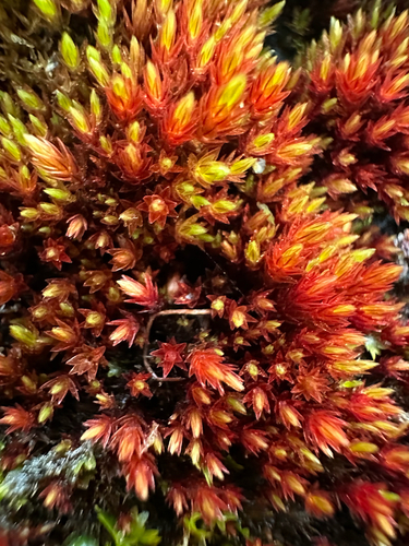 Imbribryum alpinum observed 2026-10-03
