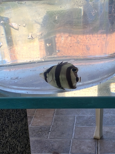 Banded Butterflyfish