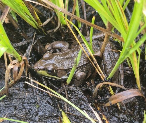 Green Frog