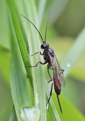 Alloplasta piceator