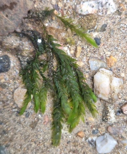 Willow Moss