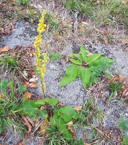 Dark Mullein