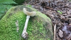 Amanita australis
