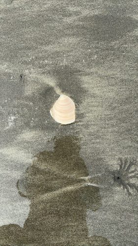 Dosinia anus observed 2026-10-12