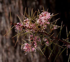 Hakea decurrens physocarpa