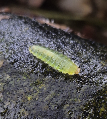 Flat Alder-cutter