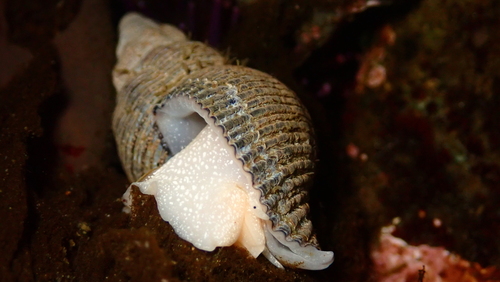 Searlesia observed 2026-10-10