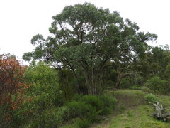 Eucalyptus baueriana thalassina