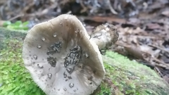 Amanita australis