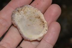 Spondylus nicobaricus