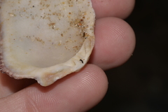 Spondylus nicobaricus