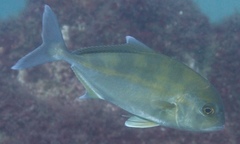 Seriola hippos