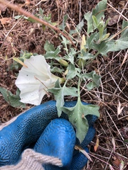 Calystegia collina venusta