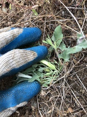 Calystegia collina venusta