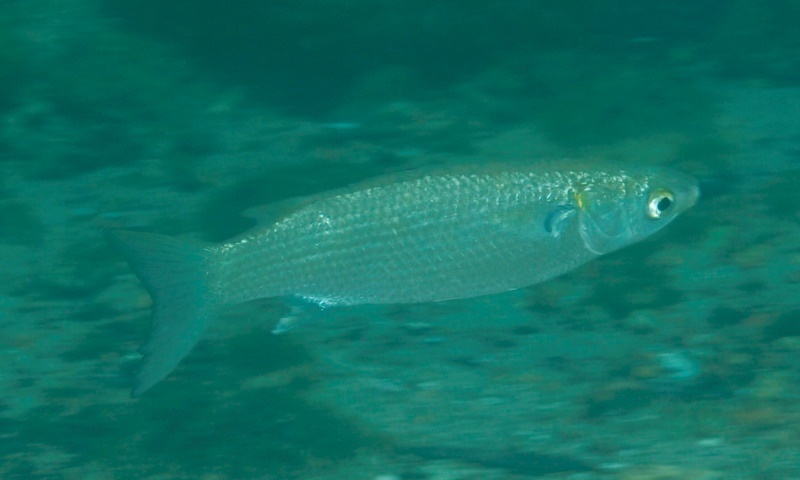 Goldspot mullet (Liza argentea) — Mugilidae