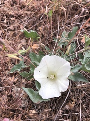 Calystegia collina venusta