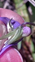 Viola septentrionalis