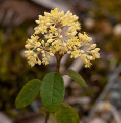 Pomaderris aurea