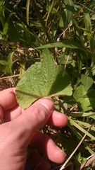Viola septentrionalis