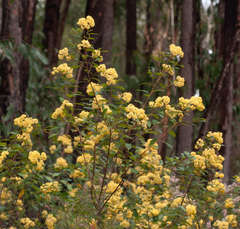 Pomaderris aurea