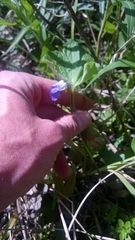 Viola septentrionalis