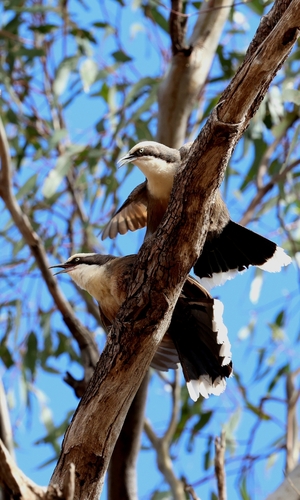 Gray-crowned Babbler