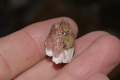 Megabalanus coccopoma