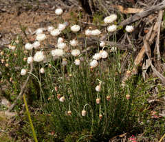 Chrysocephalum baxteri