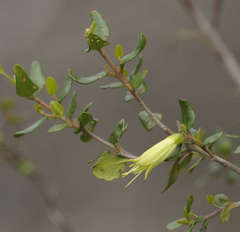 Correa glabra glabra
