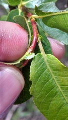 Salix myricoides