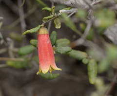 Correa reflexa scabridula